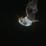 Sortie nature: le ballet volant des chauves-souris