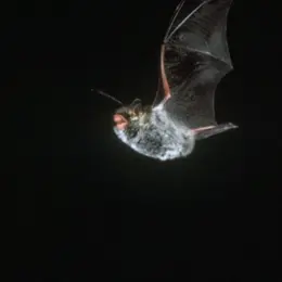 Sortie nature: le ballet volant des chauves-souris