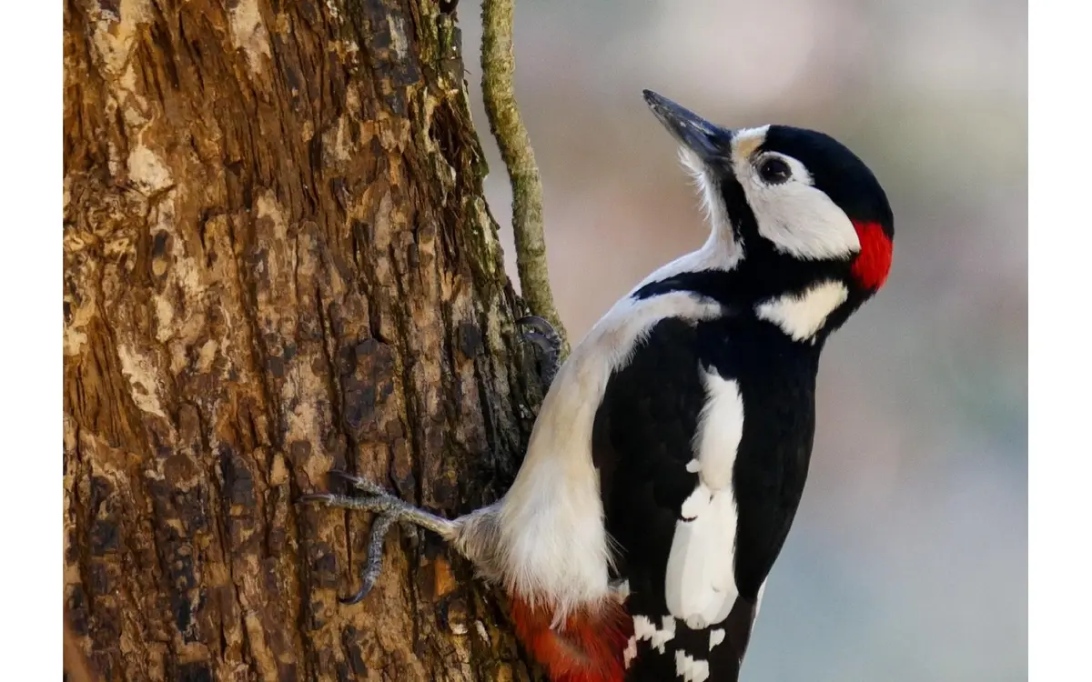 Sortie nature “Le bois des oiseaux”