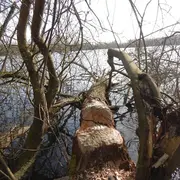 Sortie nature : le Castor d'Europe