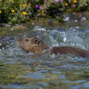 Sortie nature : Le castor : futur de la Réserve Naturelle Régionale