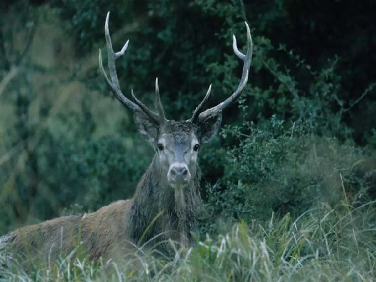 Sortie nature « Le cerf au fil des saisons »