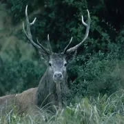 Sortie nature « Le cerf au fil des saisons »
