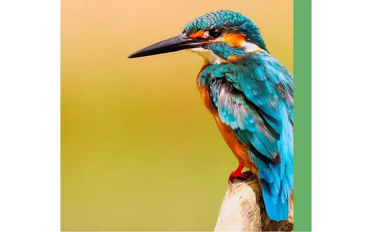 Sortie nature - Le gave, rive des oiseaux
