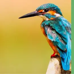 Sortie nature - Le gave, rive des oiseaux