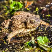 Sortie nature - Le Gave, rive nocturne