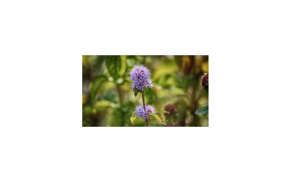 Sortie nature - Le Gave, rive végétale