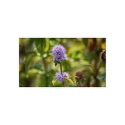 Sortie nature - Le Gave, rive végétale