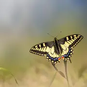 Sortie nature - Le jour des papillons - Rendez-vous aux jardins 2026