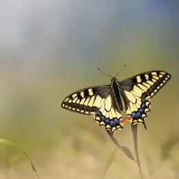 Sortie nature - Le jour des papillons - Rendez-vous aux jardins 2026