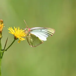 Sortie nature - Le monde fascinant des tourbières