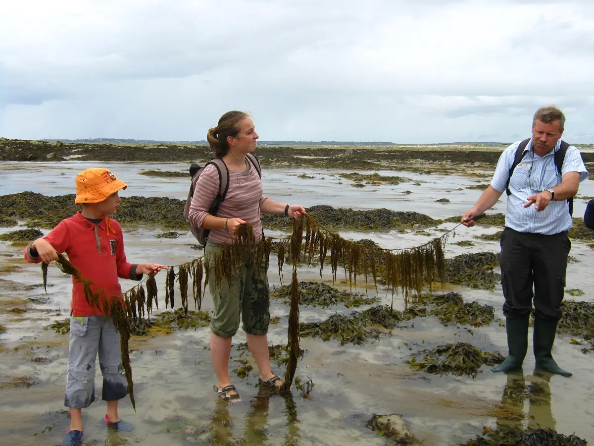 Sortie nature : Les algues et leurs secrets