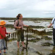 Sortie nature : Les algues et leurs secrets