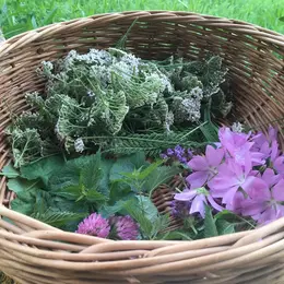 Sortie nature : Les bonnes mauvaises herbes
