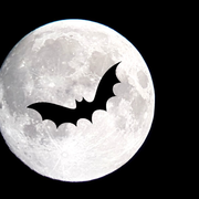 Sortie nature : Les chauves-souris du site de Courpain