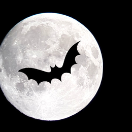 Sortie nature : Les chauves-souris du site de Courpain