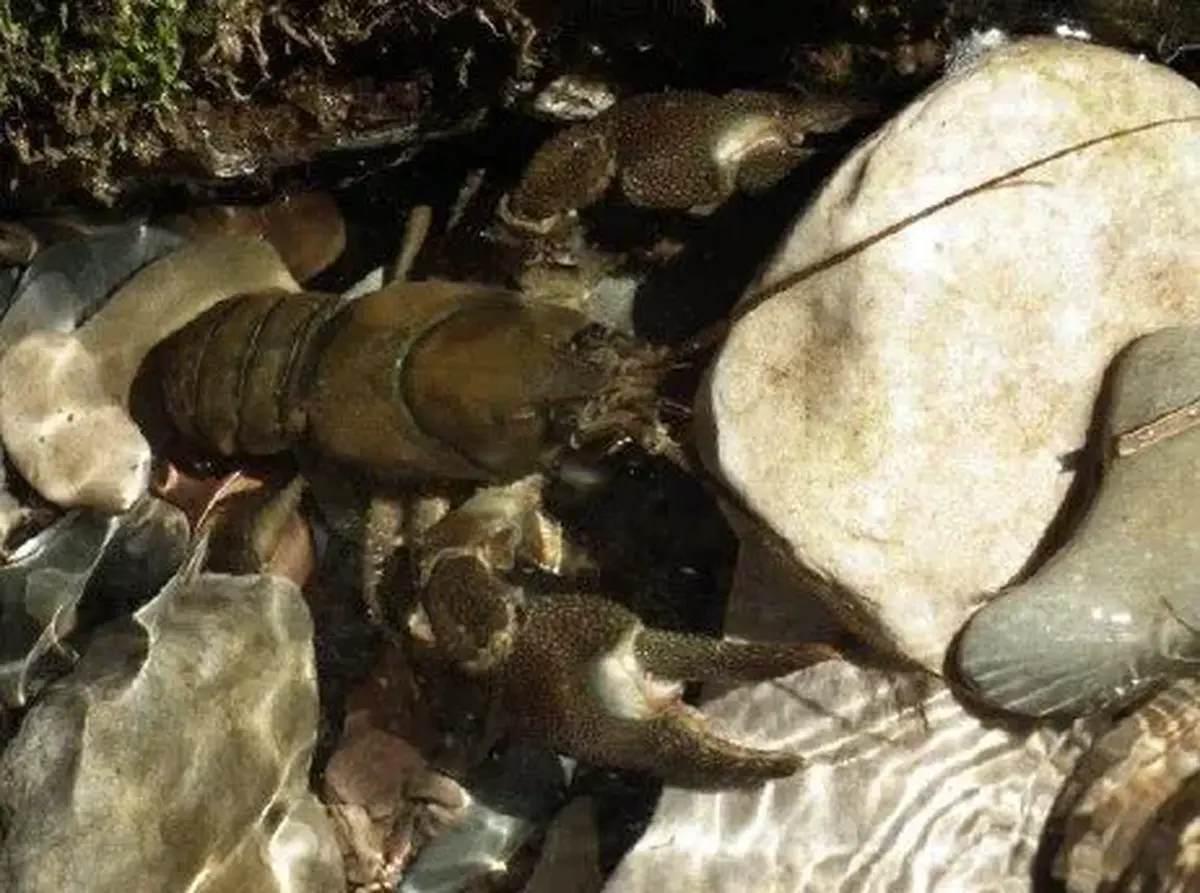 Sortie nature les habitants d'une rivière