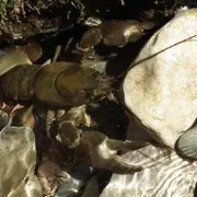 Sortie nature les habitants d'une rivière