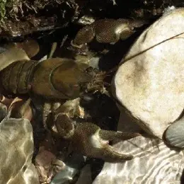 Sortie nature les habitants d'une rivière