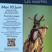 Sortie nature | Les insectes