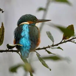 Sortie Nature : Les Oiseaux