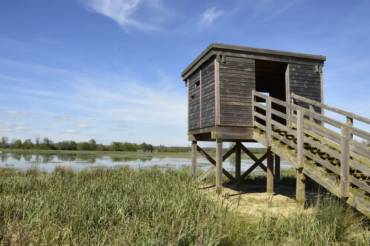 Sortie nature : les oiseaux d'eau