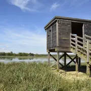Sortie nature : les oiseaux d'eau