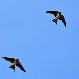 Sortie Nature - Les Oiseaux Migrateurs