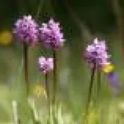 Sortie nature : Les orchidées de la Vallée du pressoir