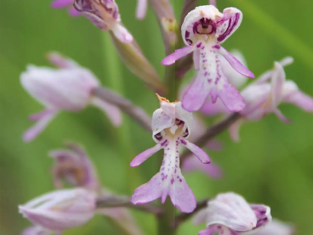 Sortie nature - Les orchidées du fort - Domgermain