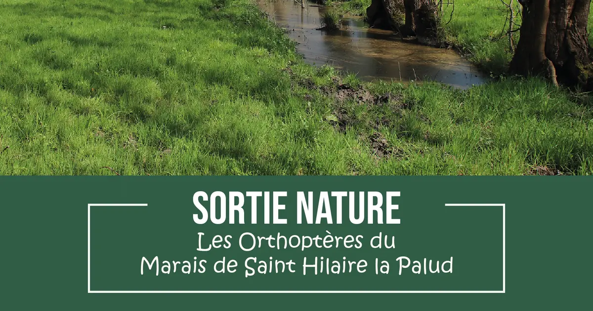 Sortie nature : Les Orthoptères du Marais de Saint-Hilaire-la-Palud