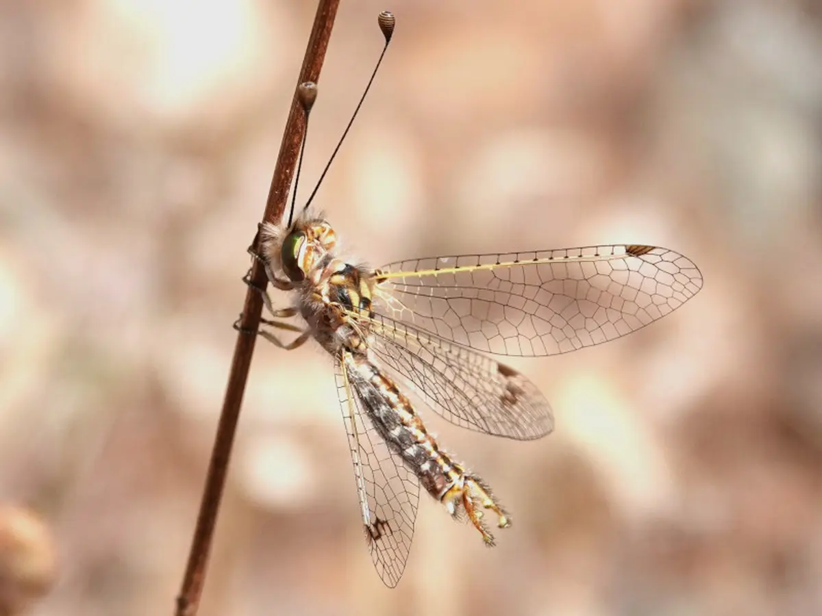 Sortie nature les petites bêtes de la Crau