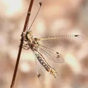 Sortie nature les petites bêtes de la Crau