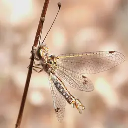 Sortie nature les petites bêtes de la Crau