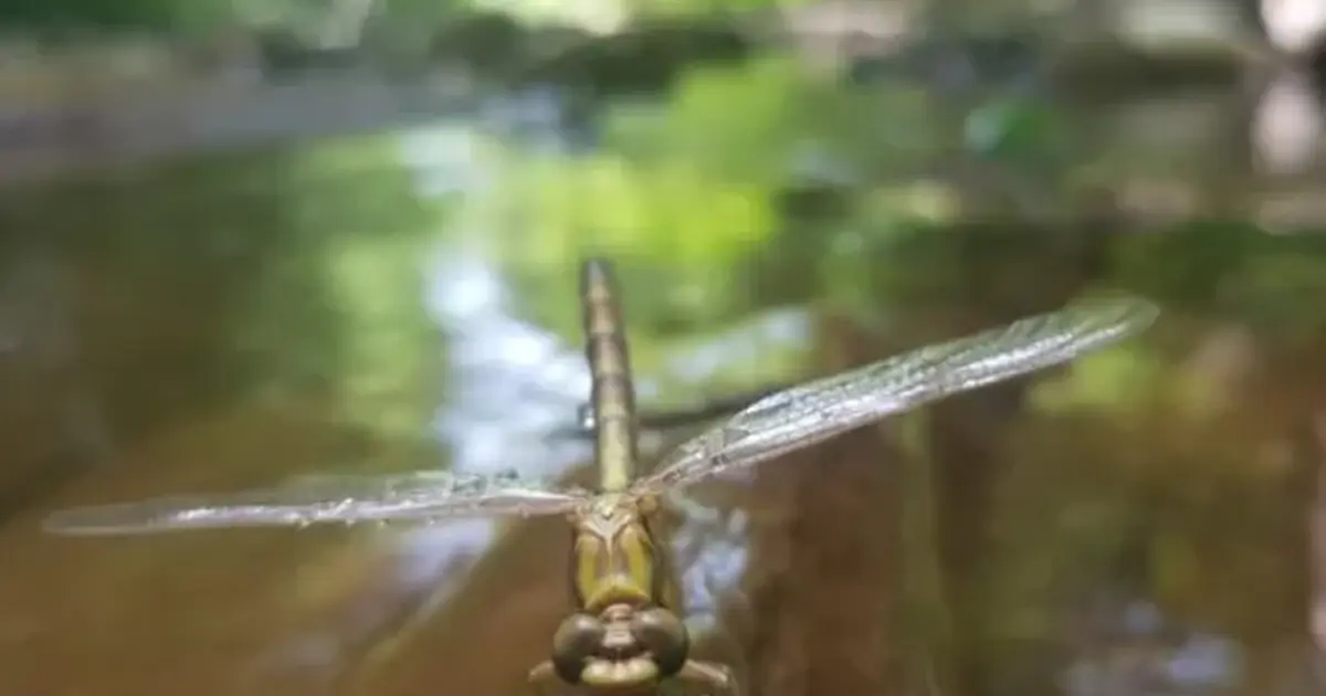 Sortie nature les pieds dans l'eau