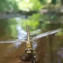 Sortie nature les pieds dans l'eau
