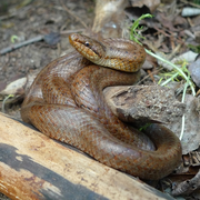 Sortie nature : Les reptiles du site de Courpain