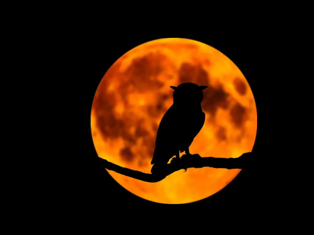 Sortie nature - Les secrets de la nuit