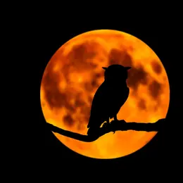Sortie nature - Les secrets de la nuit