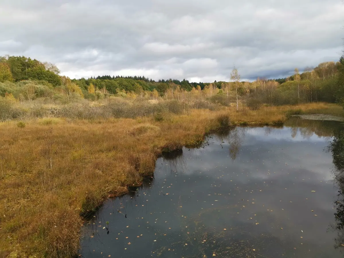 Sortie nature : Les Tourbières du Limousin et l'étang Bourdeau