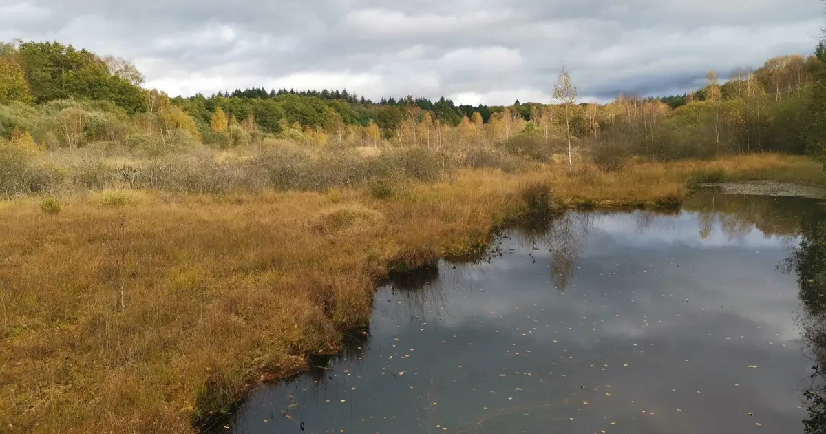 Sortie nature : Les Tourbières du Limousin et l'étang Bourdeau