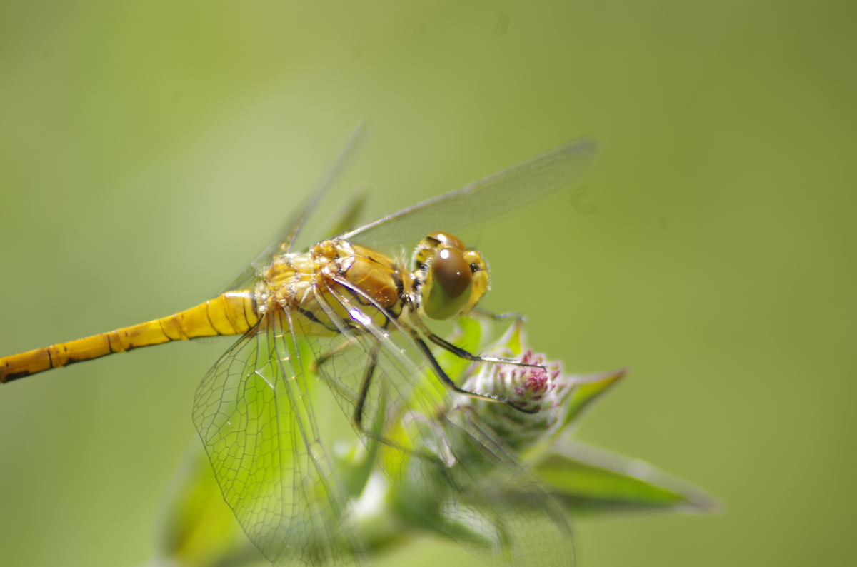 Sortie nature : Libellule ou demoiselle ?