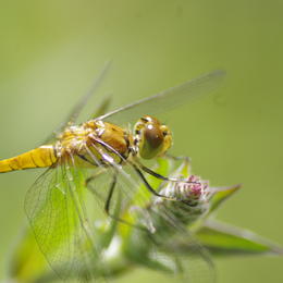 Sortie nature : Libellule ou demoiselle ?