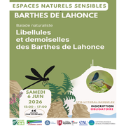 Sortie nature : Libellules et demoiselles des barthes