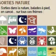 Sortie nature : Nuit de la chauve-souris à Sainte-Ouenne