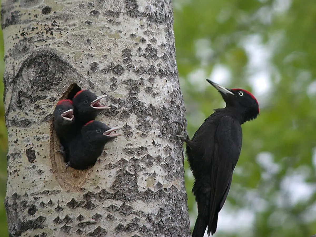 Sortie nature - Oiseaux des forêts