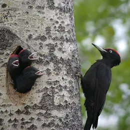 Sortie nature - Oiseaux des forêts