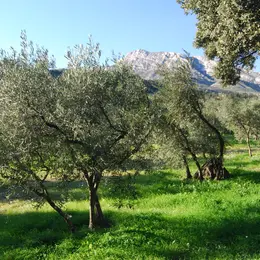 Sortie nature : Olivier, arbre millénaire