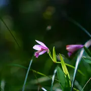 Sortie Nature : Orchidées des Chaumes d'Avon