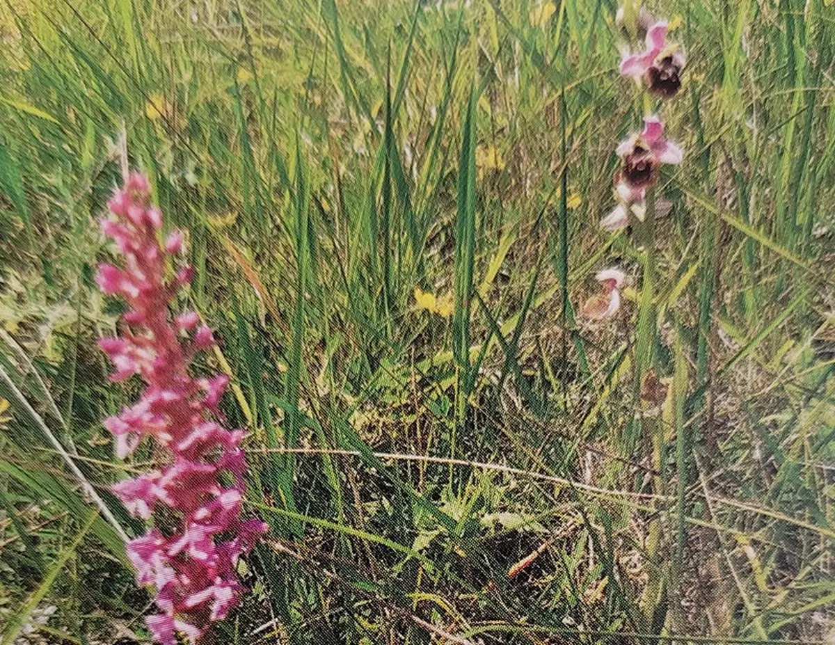 Sortie Nature : Orchidées et autres superbes des pelouses calcaires